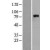 Western Blot: Amyloid beta precursor protein Lysate [NBL1-07632] - Western Blot experiments. 
Left-Control; Right -Over-expression Lysate for APP